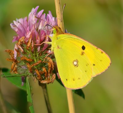 CLOUDED YELLOW