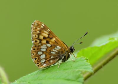 Duke of Burgundy