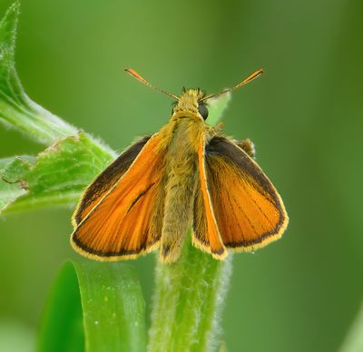 Essex Skipper 
