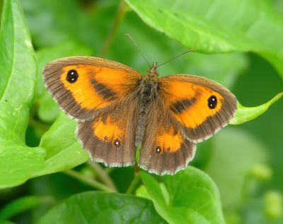 Gatekeeper 