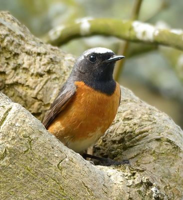 REDSTART