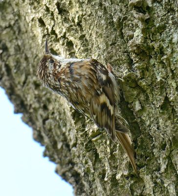 Treecreeper