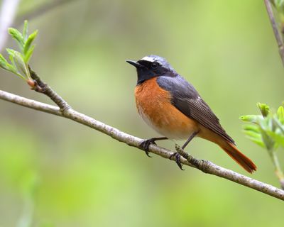 Redstart
