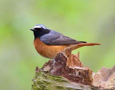 Redstart 
