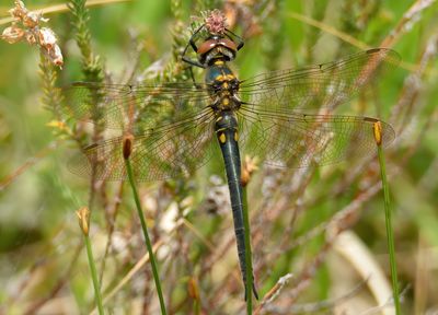 NORTHERN EMERALD
