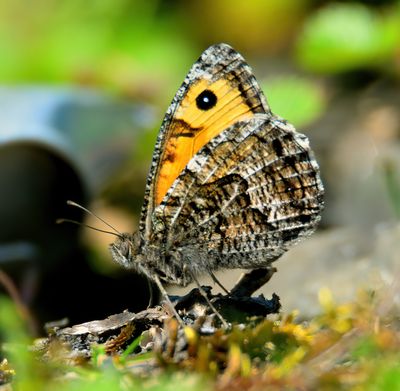 Grayling 