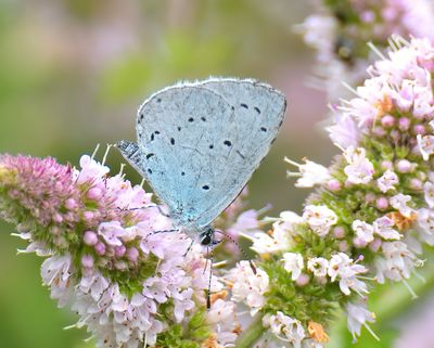 Holly Blue 