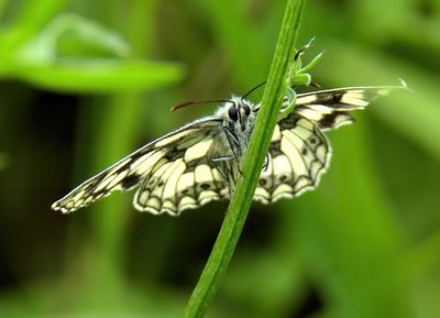 Marbled White 