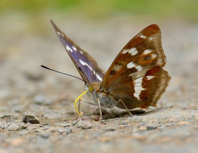 Purple Emperor