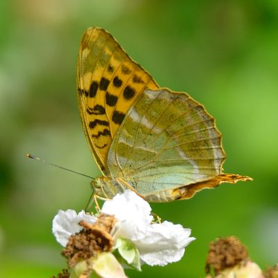 Silver-washed Fritillary 