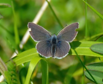 SMALL BLUE