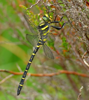 Golden-Ringed Dragonfly 