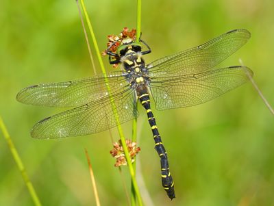 Golden-Ringed Dragonfly 