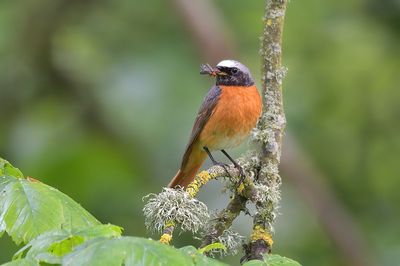 Redstart 