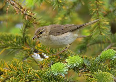 Willow Warbler