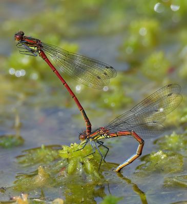 Large Red Damselfly