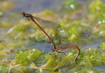 Large Red Damselfly