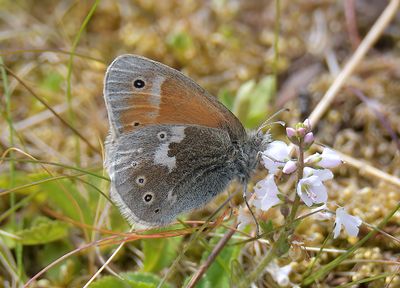 Large Heath