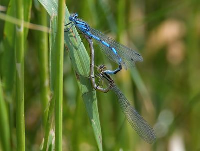 Common Blue Damselfly