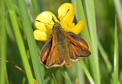 Large Skipper