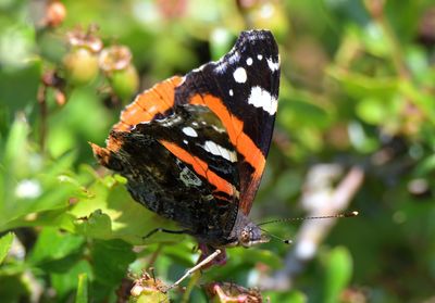 Red Admiral