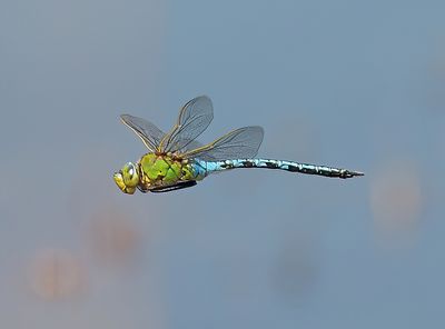 Emperor Dragonfly
