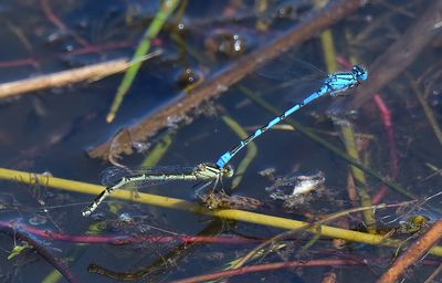 Common Blue Damselfly