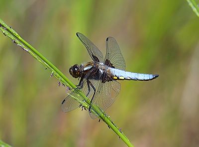 Broad-bodied Chaser
