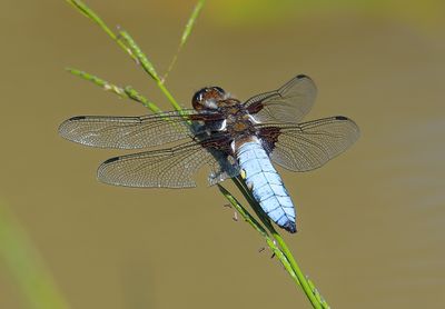 Broad-bodied Chaser
