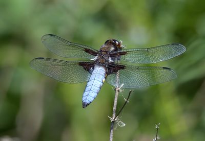 Broad-bodied Chaser