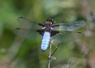 Broad-bodied Chaser