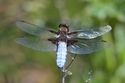 Broad-bodied Chaser