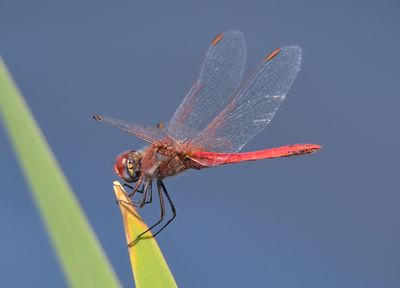 Red-veined Darter