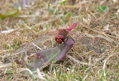 Red-veined Darter