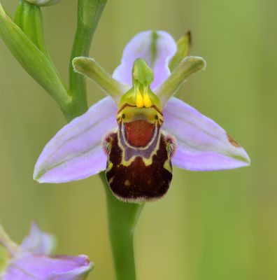 Bee Orchid