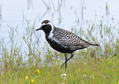 Pacific Golden Plover 