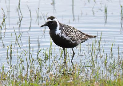 Pacific Golden Plover 