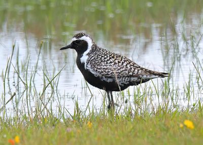 Pacific Golden Plover