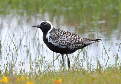 Pacific Golden Plover 