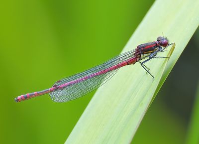 Large Red Damselfly 