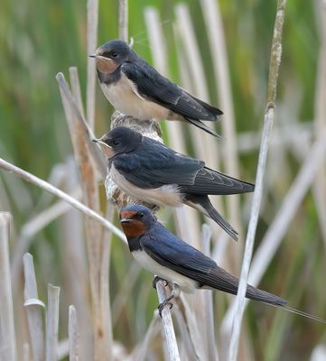 Swallow