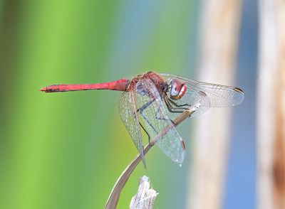 Red-veined Darter