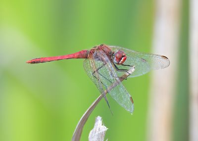 Red-veined Darter