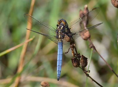 Keeled Skimmer