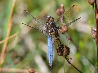 Keeled Skimmer