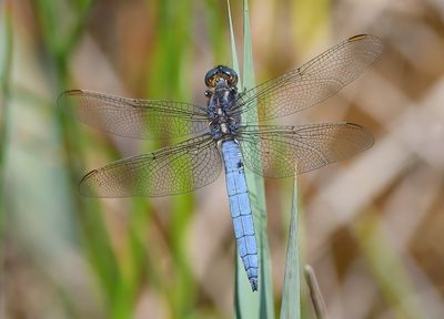 Keeled Skimmer