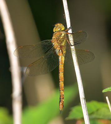 Norfolk Hawker