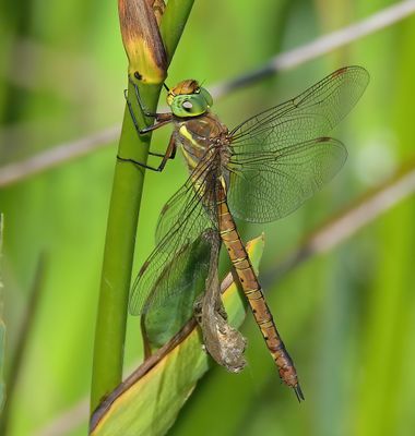 Norfolk Hawker