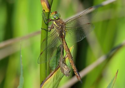 Norfolk Hawker