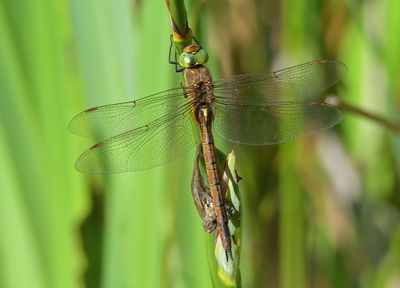 Norfolk Hawker